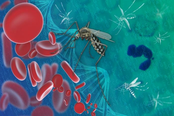 ¿Qué es la Malaria?